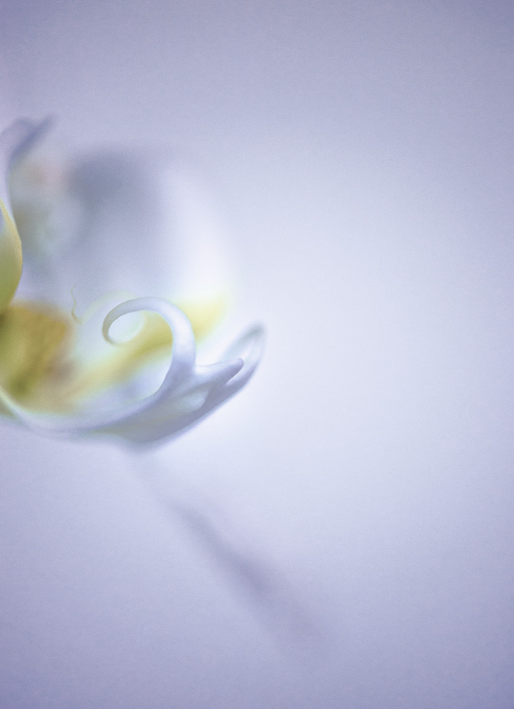 inside of orchid
