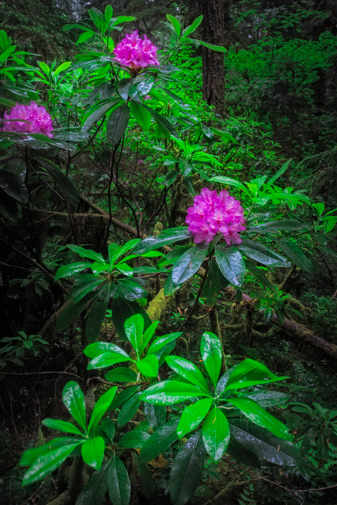 Rhododendrons Art | Ed Baile Images