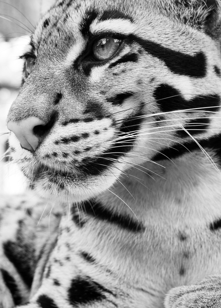 wildlife art 