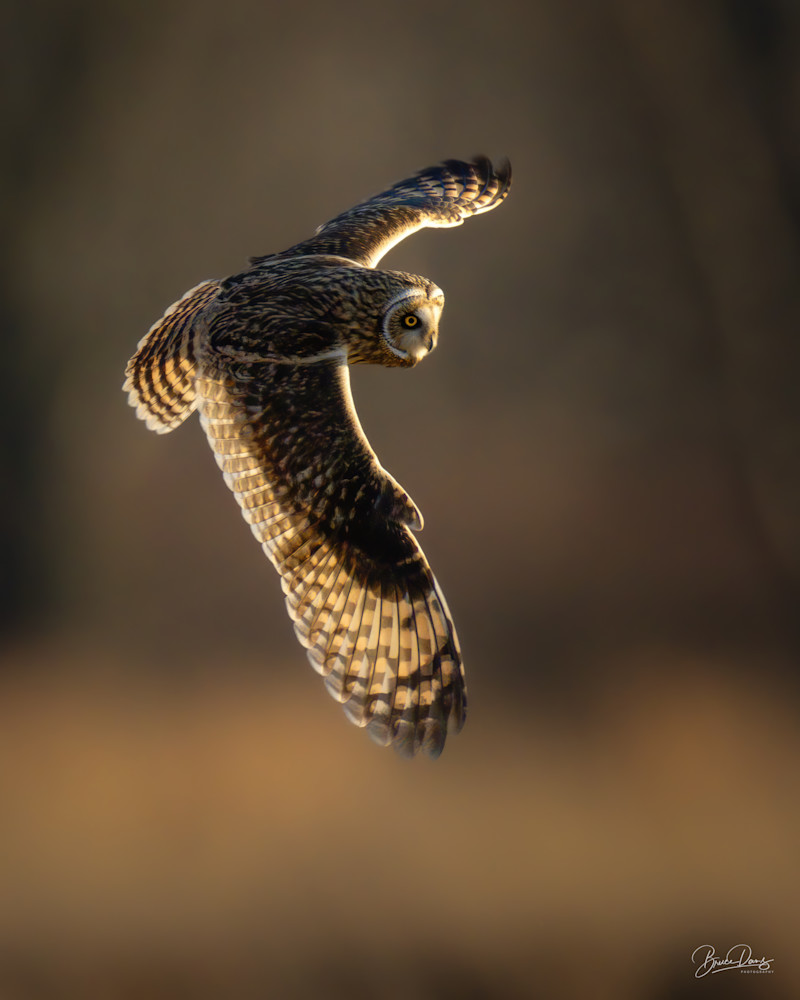 Short Eared Owl Hunting