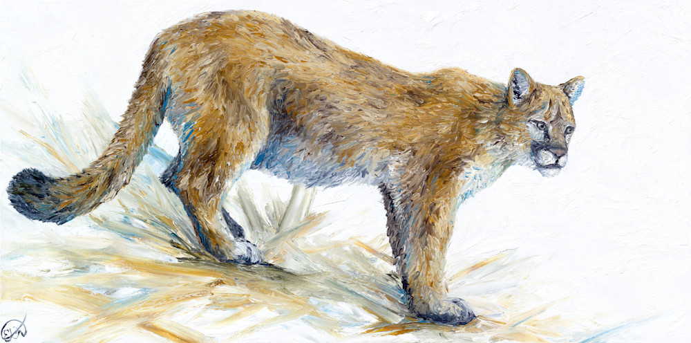 Puma Concolor Art | Mordensky Fine Art