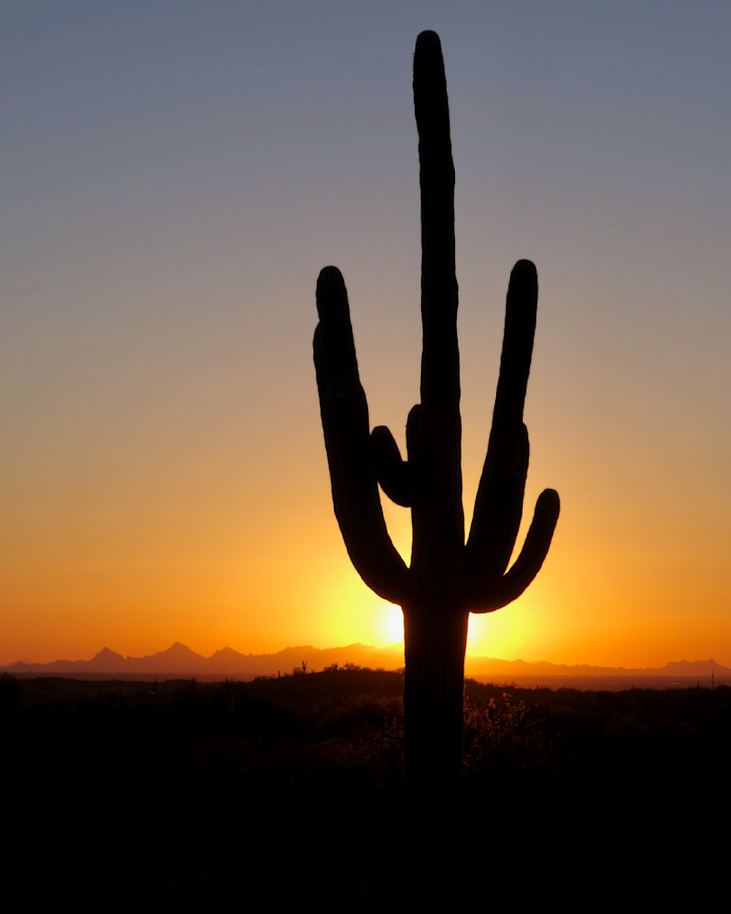 Blot Out The Sun   Saguaro National Park, Sunset, Silhouette Photography Art | Josh Lien (@joshlien27)
