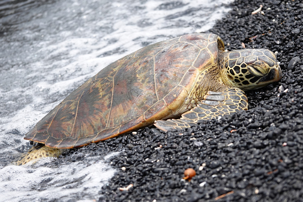 Washed Ashore   Hawaii, Big Island, Green Sea Turtle Photography Art | Josh Lien (@joshlien27)