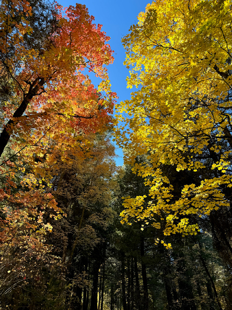 Blue Divide   Mount Lemmon, Fall Colors, Arizona Photography Art | Josh Lien (@joshlien27)