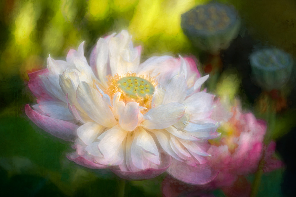 Impressionistic print of rare birthday peach lotus