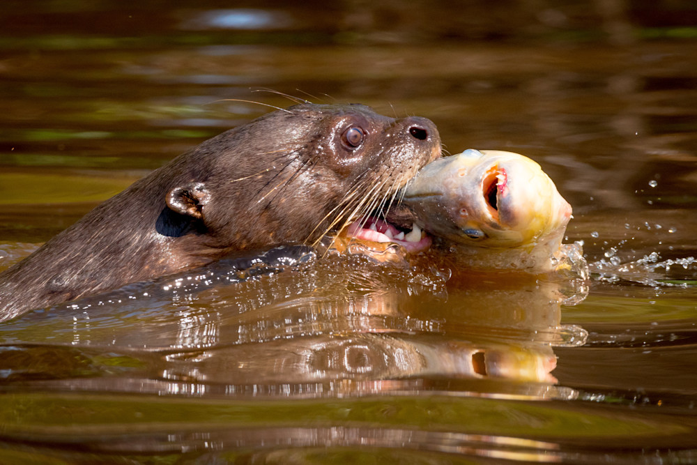 River Otter And Piranha Art | Kenda Francis Art & Photography