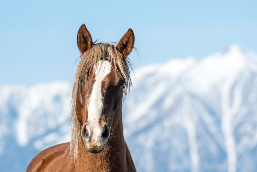 Wild Horse On The Ridge Art | Kenda Francis Art & Photography