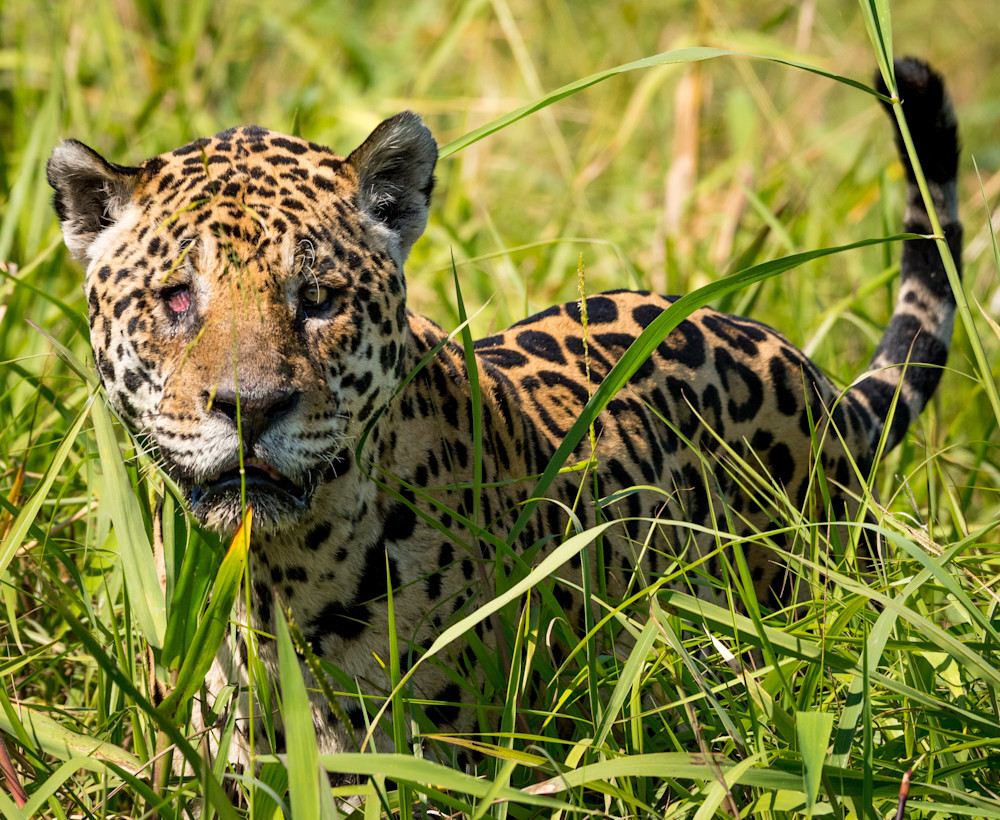 Big Jaguar In The Grass Art | Kenda Francis Art & Photography