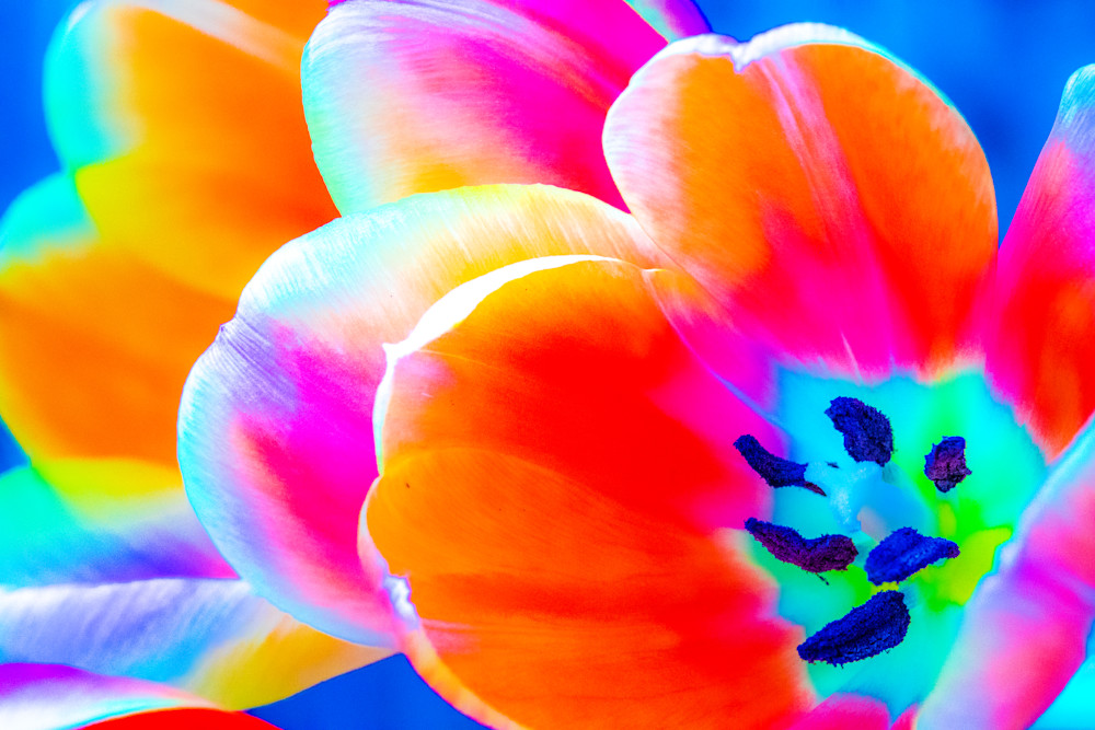 Tulip Glow Art | Kenda Francis Art & Photography