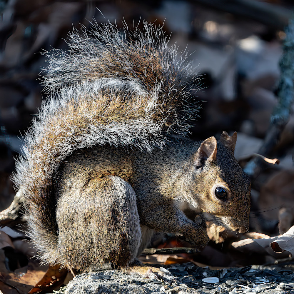 Grey Squirrel  Photography Art | Playful Gallery by Rob Harrison
