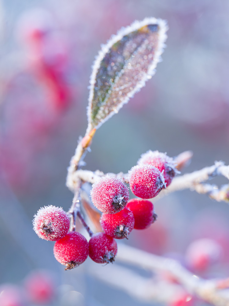 Frosty berries