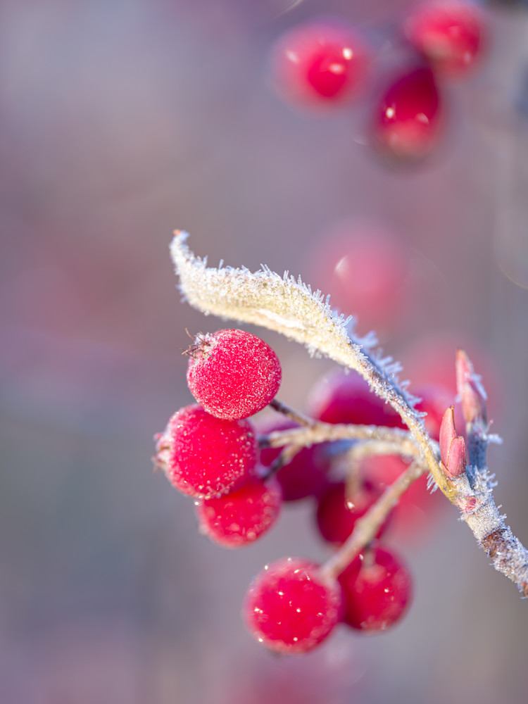 Frost chilled berries