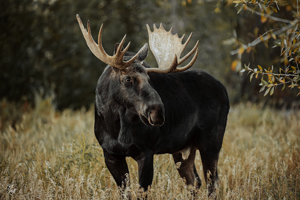 Bull Moose 1 Photography Art | Frontier Media