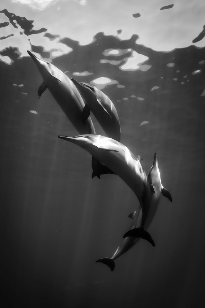 Lanai Spinner Dolphin Photography Art | Chloe Cryan