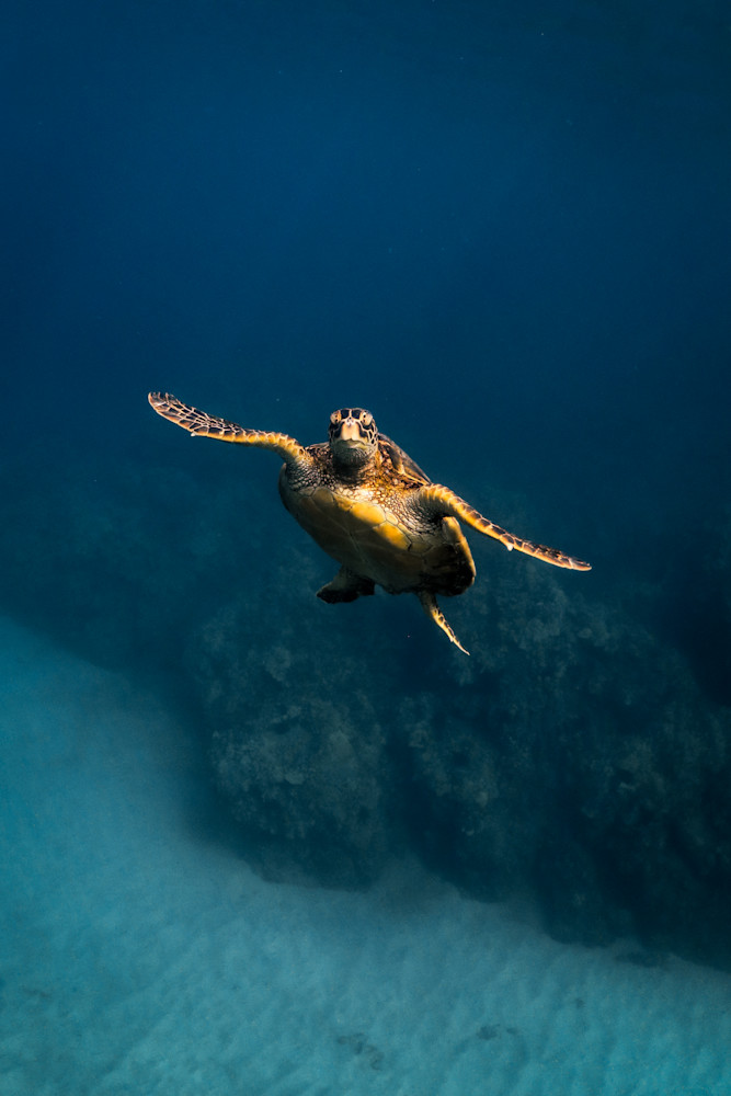 Makena Sea Turtle Photography Art | Chloe Cryan