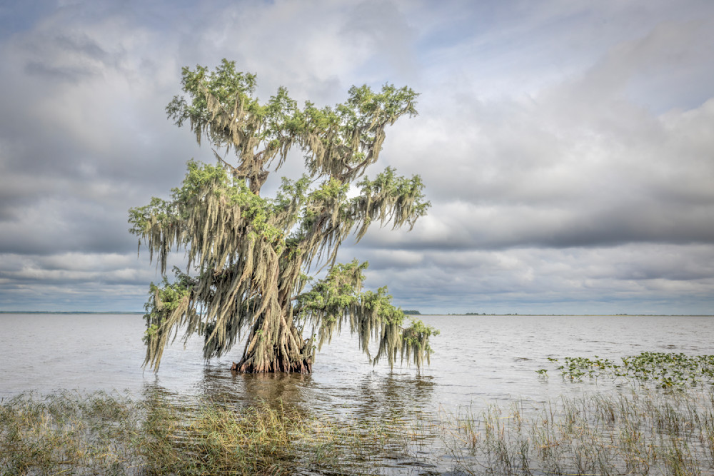 Lake Istokpoga Park | Florida| FL | Dennis Goodman Photography