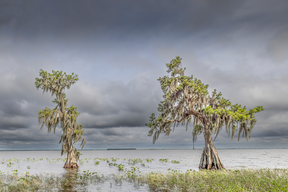 Lake Istokpoga Park | Florida| FL | Dennis Goodman Photography