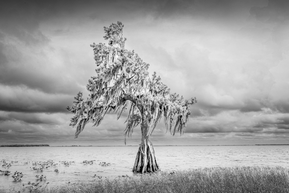 Lake Istokpoga Park | Florida| FL | Dennis Goodman Photography