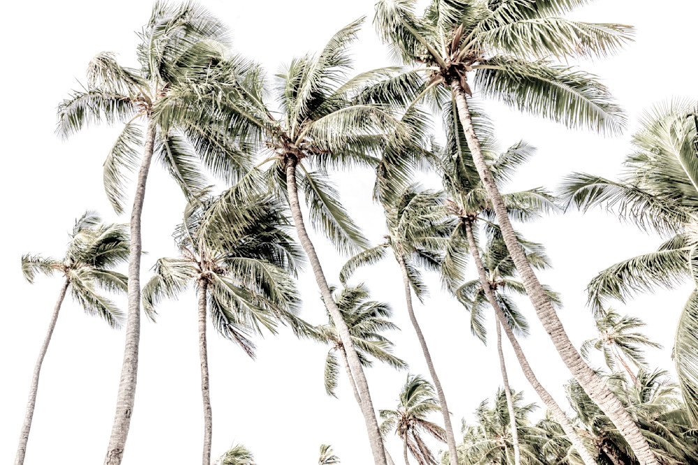 Palm Tree Images | Photos | Pics | Art 