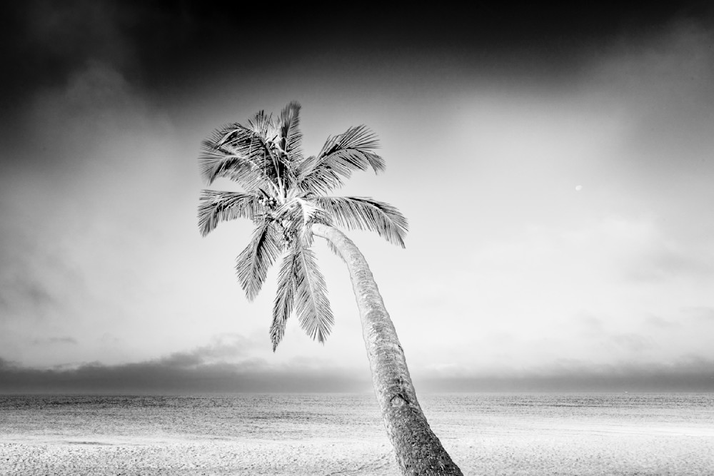 Naples Palm 2