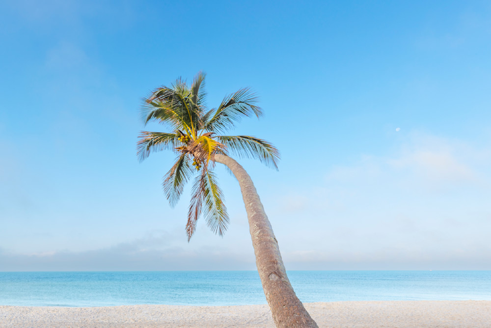 Palm Tree Images | Photos | Pics | Art 