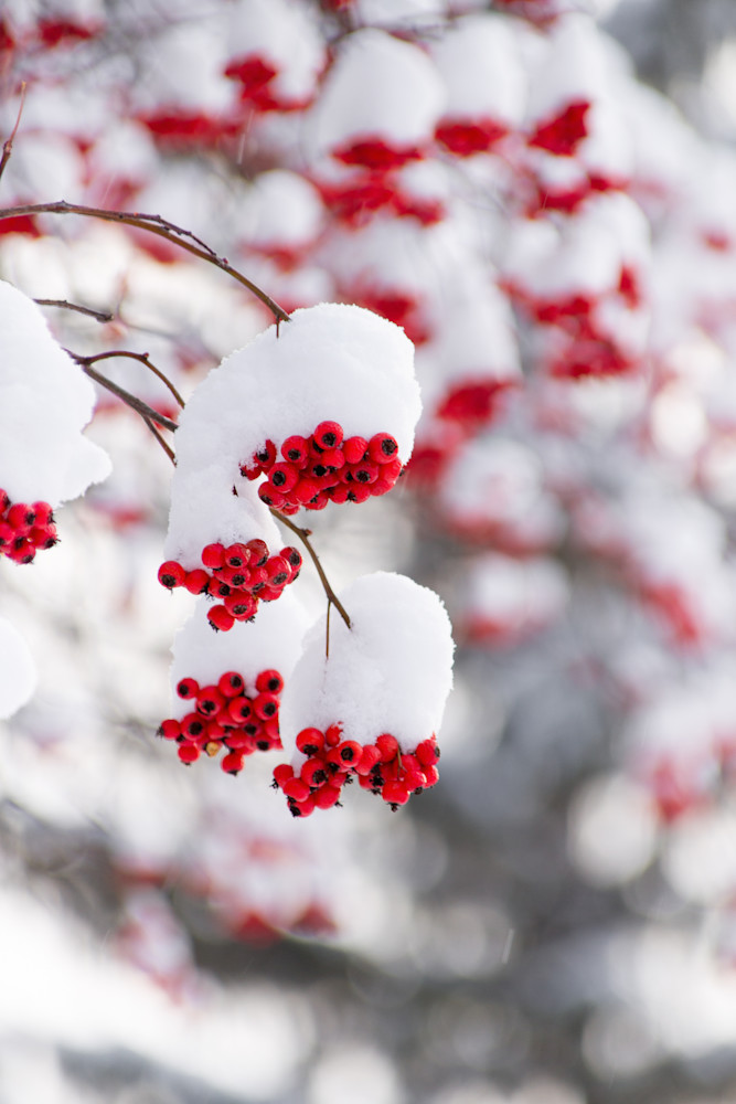 Snow Covered Cherries Photography Art | Julie Chapa Photography