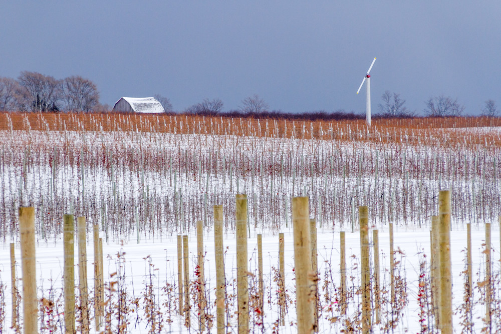 Snow Covered Vineyard Photography Art | Julie Chapa Photography