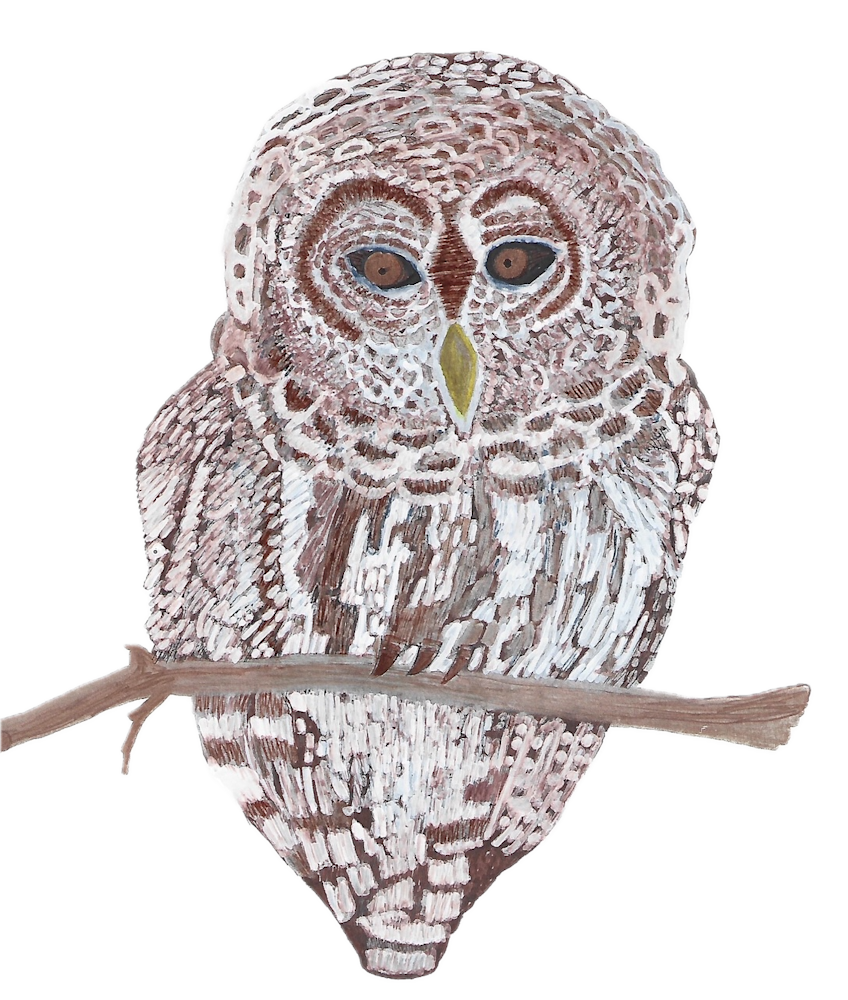 Barred Owl Art | Jean-Marie Salem