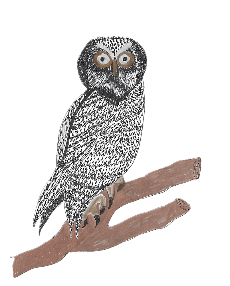 Northren Hawk Owl Art | Jean-Marie Salem