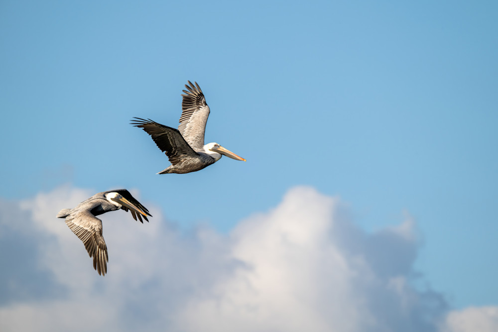 Wingman Art | Birdman Co.