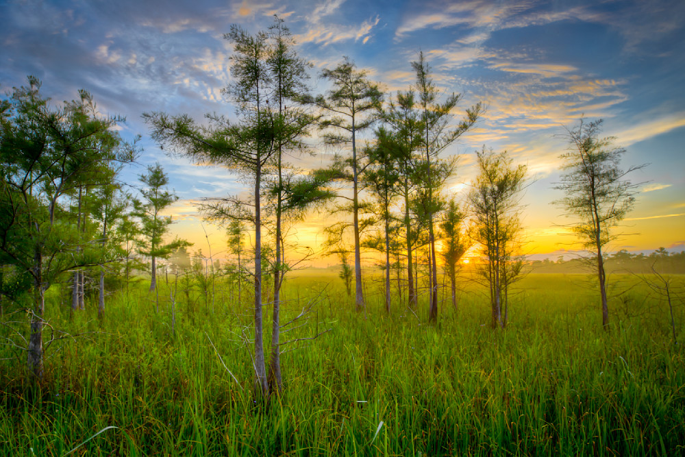 The Everglades National Park | Photos | Images | Pics | Art