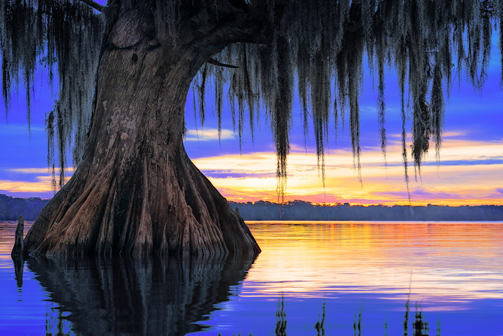 Swamp Serenity — Louisiana fine-art photography prints