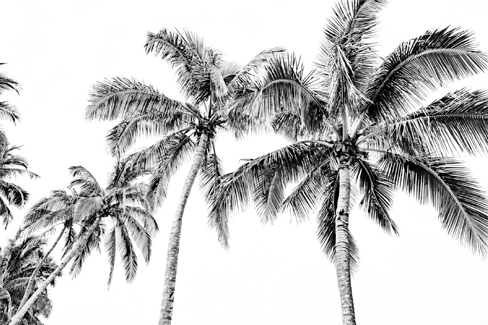 Palm Trees | Art | Images | Photos | Wallpaper | Wall Art