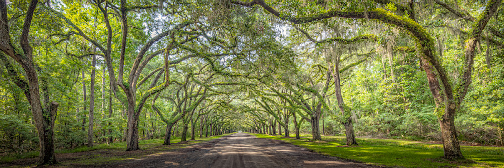 Wormsloe Plantation Savannah Georgia
