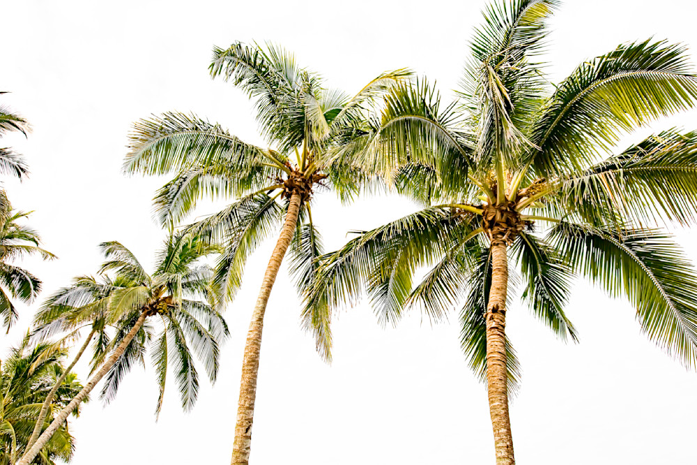Palm Trees | Art | Images | Photos | Wallpaper | Wall Art