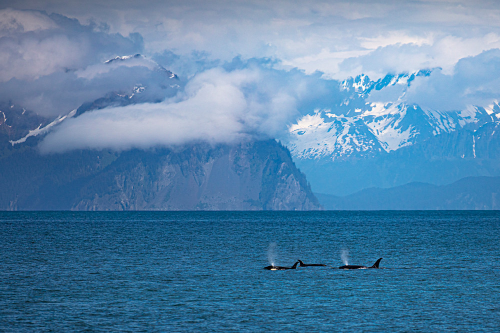 Orca Photos | Pictures | Pics | Art | Images