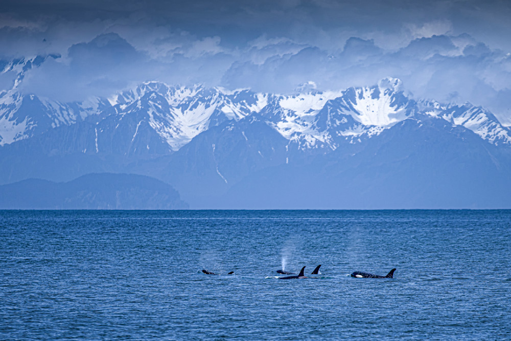 Orca Photos | Pictures | Pics | Art | Images