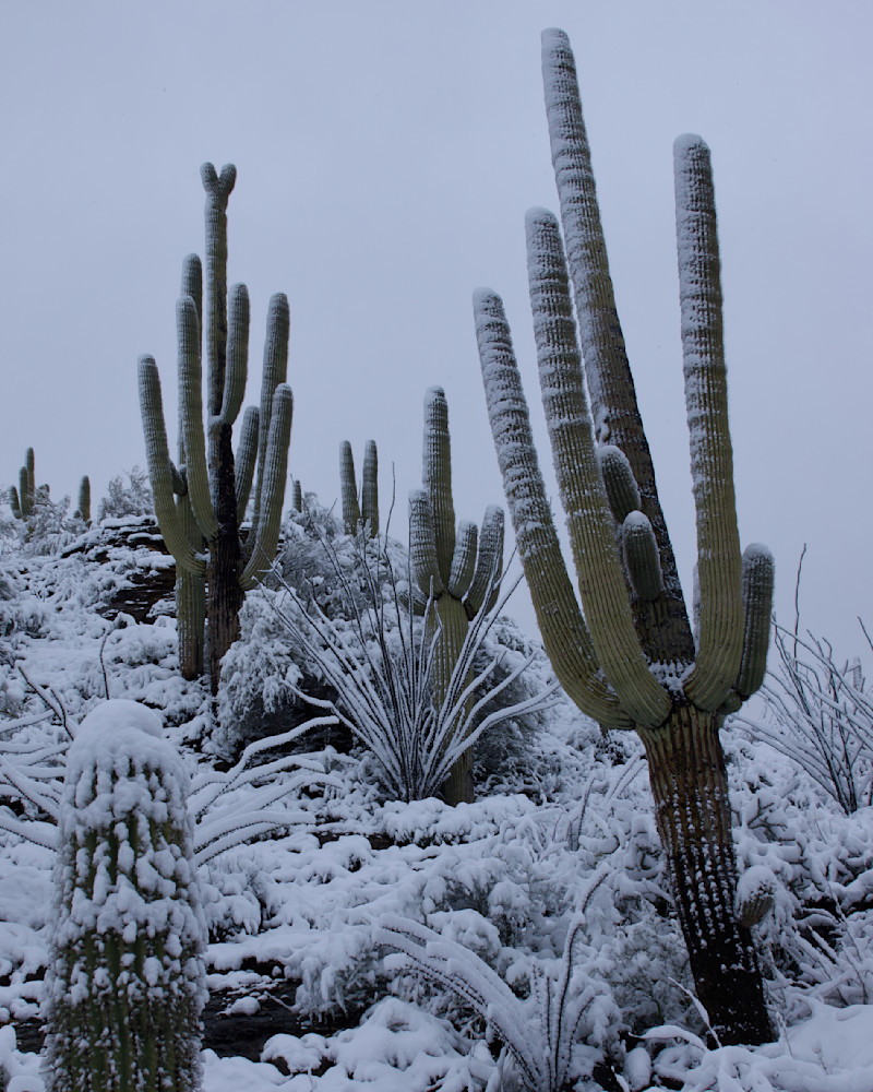 War And Peace   Saguaro National Park, Snow Photography Art | Josh Lien (@joshlien27)