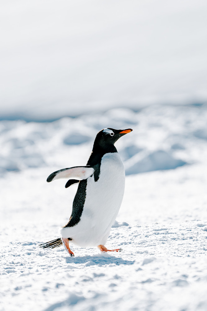 Antarctica: Damoy Point #14 Photography Art | Tamara Susa Photography Antarctica: Damoy Point #14 Photography Art | Tamara Susa Photography