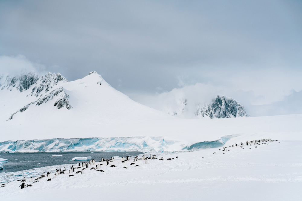 Antarctica: Damoy Point #8 Photography Art | Tamara Susa Photography Antarctica: Damoy Point #8 Photography Art | Tamara Susa Photography
