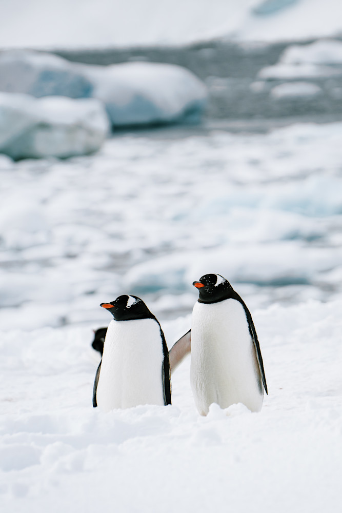 Antarctica: Damoy Point #7 Photography Art | Tamara Susa Photography Antarctica: Damoy Point #7 Photography Art | Tamara Susa Photography