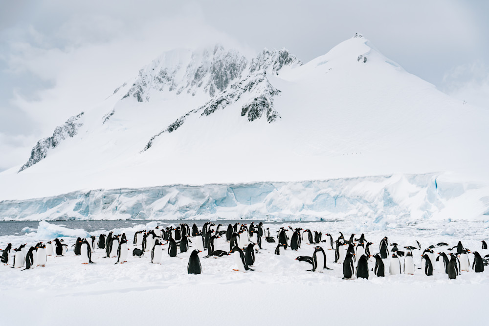 Antarctica: Damoy Point #3 Photography Art | Tamara Susa Photography Antarctica: Damoy Point #3 Photography Art | Tamara Susa Photography