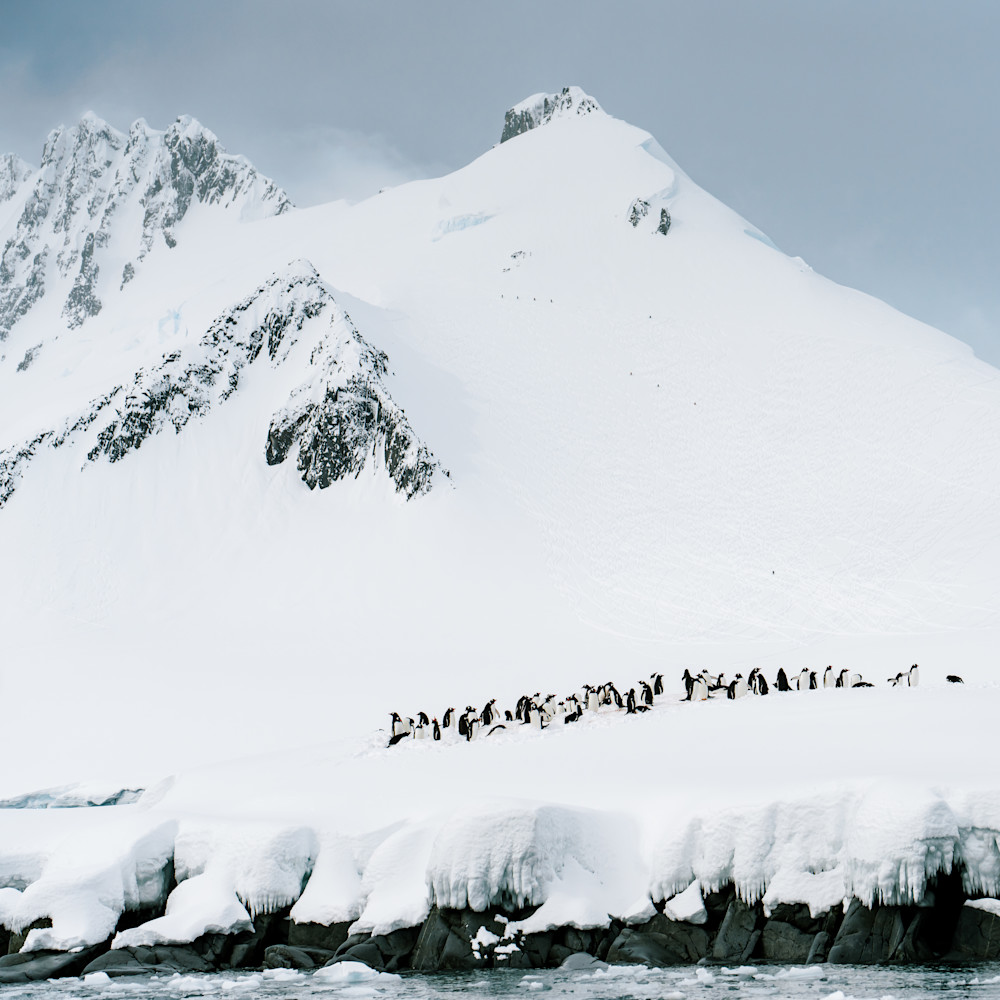 Antarctica: Damoy Point #2 Photography Art | Tamara Susa Photography Antarctica: Damoy Point #2 Photography Art | Tamara Susa Photography
