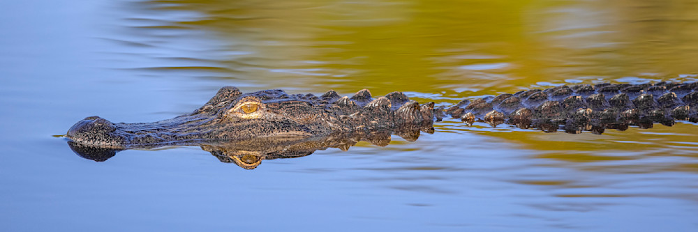Alligator | Photos | Pictures| Pics| Images |Wall Art |Wallpapers