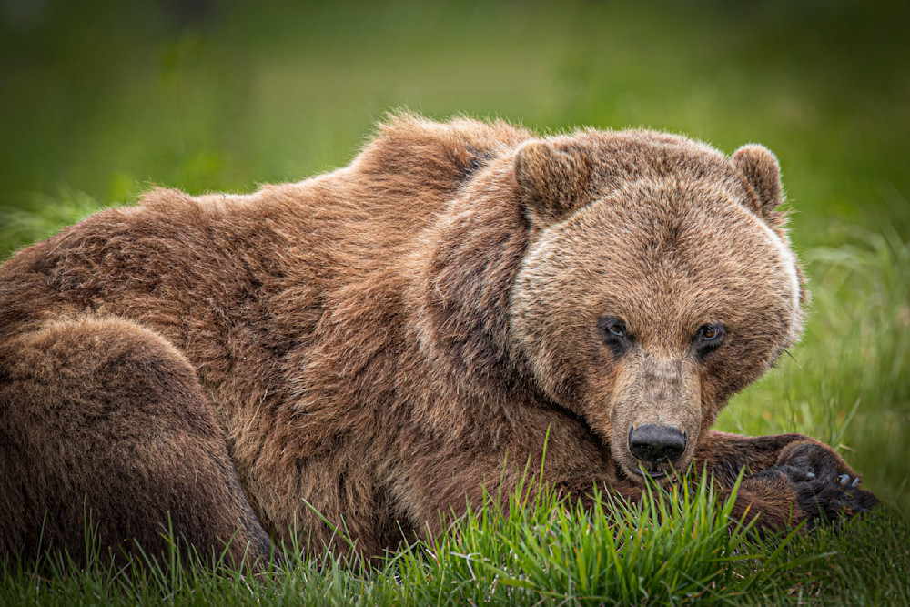 Bears Photo | Animal | Pictures| Images| Wall Art |Wallpaper |Pics