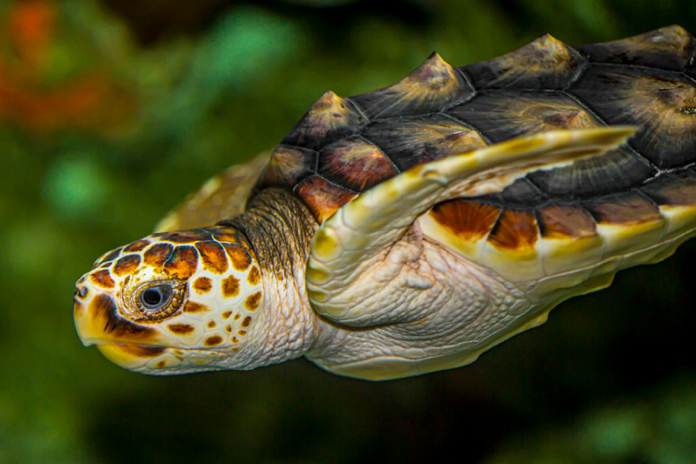 Turtle Swimming Photograph | Naples Conservancy