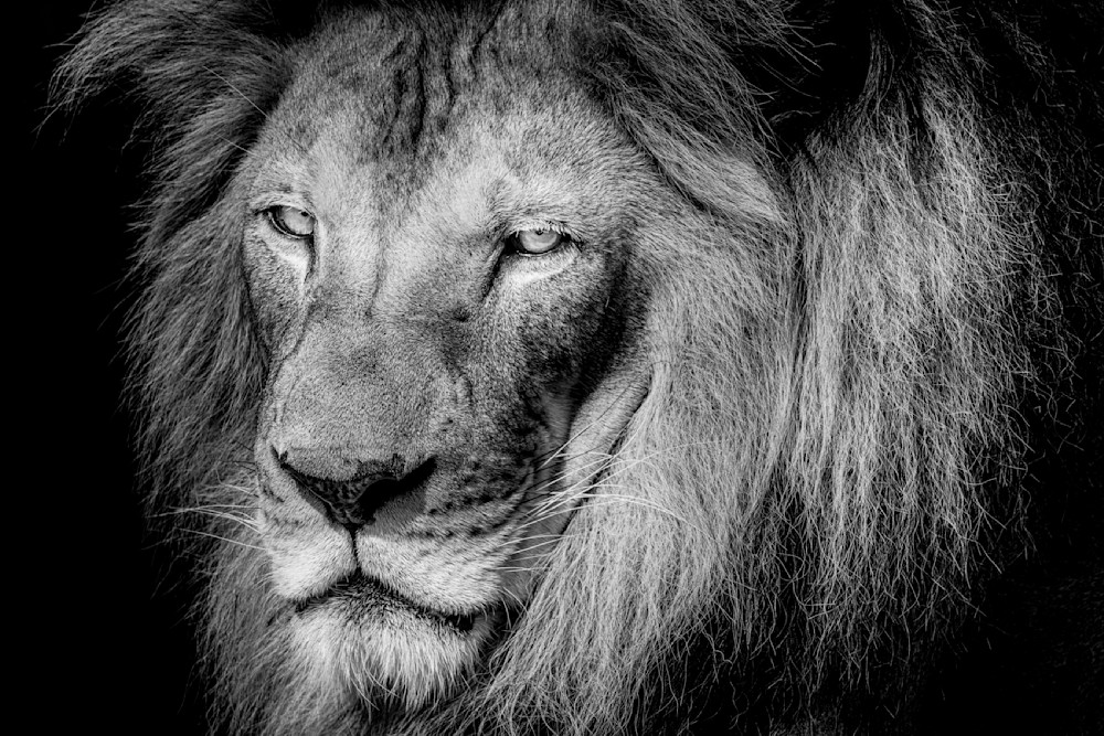 Lion Photographs B&W | Art | Images | Florida