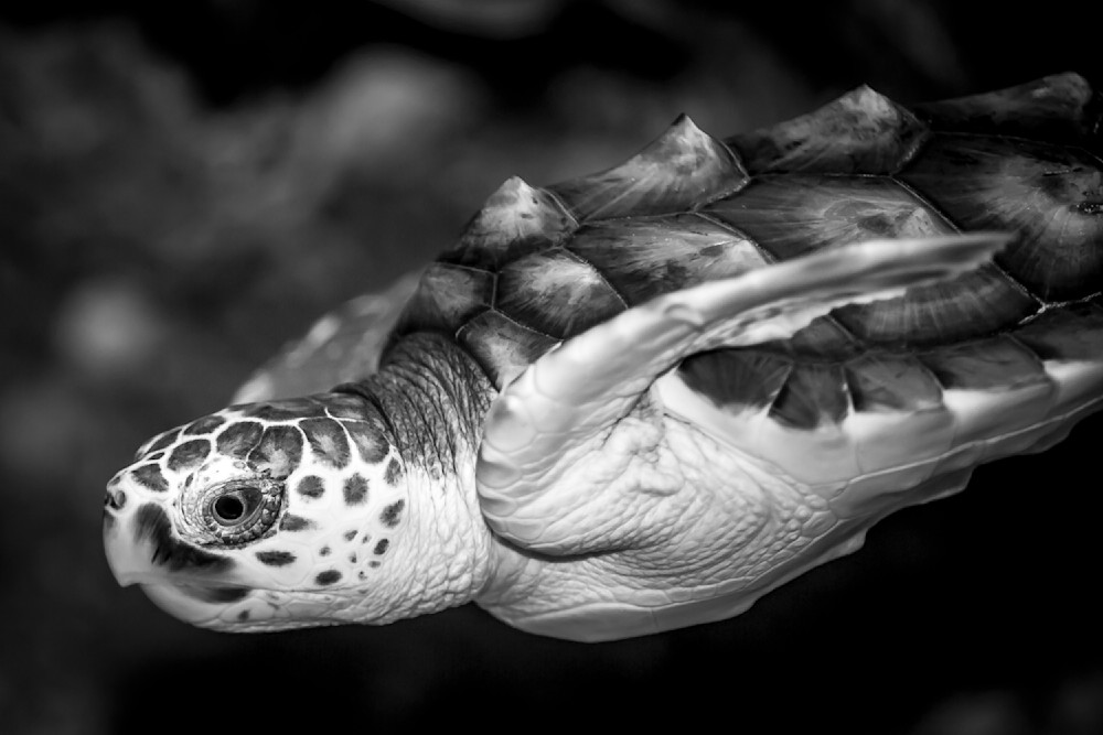 Turtle Swimming Photograph | Naples Conservancy