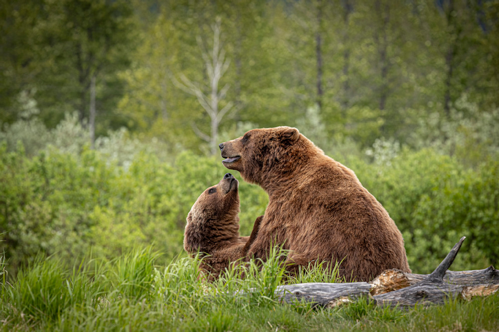 Bears Photo | Animal | Pictures| Images| Wall Art |Wallpaper |Pics