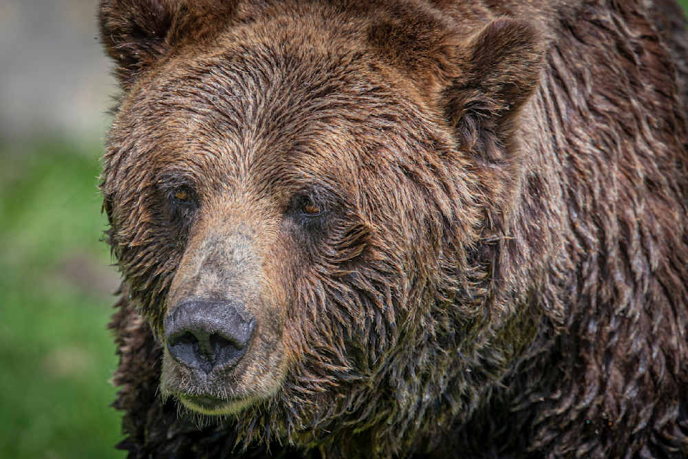 Bears Photo | Animal | Pictures| Images| Wall Art |Wallpaper |Pics